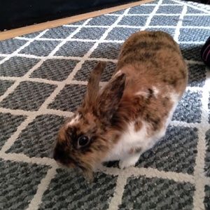 Meet your Posher, Lindsey